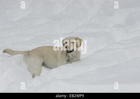 Ein gelber Labrador Retriever spielt im Schnee im Central Park in einem Schneesturm. Stockfoto