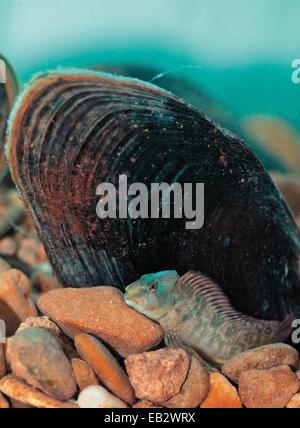 Fluvial Süßwasser Blenny, Salaria Fluviatilis, eine Spezies, die vom Aussterben bedrohte Süßwasser Muschel Margaritifera Auriculariais eng verbunden. Stockfoto