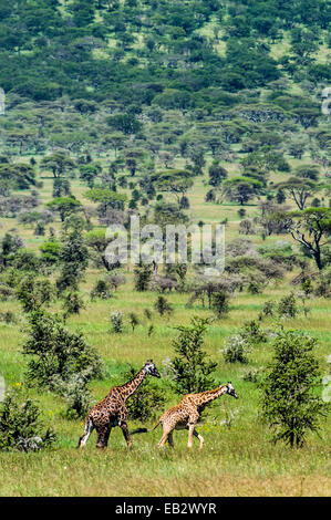 Ein Bull-Giraffe ein Reh in Brunst im Anschluss an eine offene Akazien Wald. Stockfoto