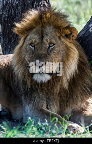 Ein männlicher afrikanischer Löwe während der Mittagshitze im Schatten eines Baumes ruhen. Stockfoto