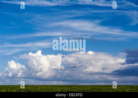 Herden von Thomson es Gazelle und Zebra Streifen am Horizont einer kurzen Rasen-Ebene. Stockfoto