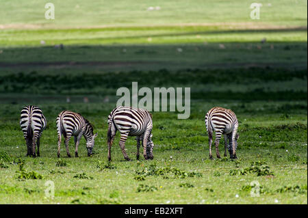 Die gestreiften Bürzel ein Zebra Herde weiden auf der weiten kurzen Rasen Savanne schlicht. Stockfoto