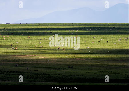 Eine gemischte Herde Eland, Zebras und Gnus in einem weiten kurzen Rasen Savanne schlicht. Stockfoto