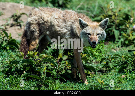 Ein Goldschakal Jagd nach Beute in der kurzen Rasen-Savanne-Ebene. Stockfoto