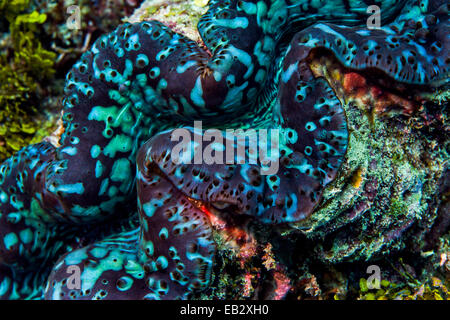 Die schillernden blauen Neon Lippen einer riesigen Muschel an einem tropischen Korallenriff. Stockfoto