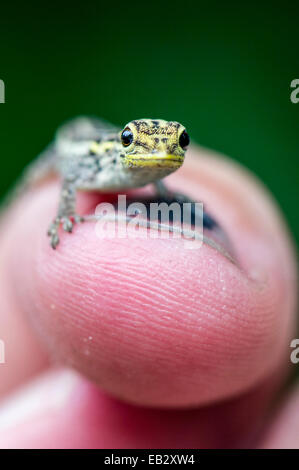 Ein gelb-vorangegangene Zwerg Gecko klammerte sich an der menschlichen Fingerspitze mit seinen Zehen. Stockfoto