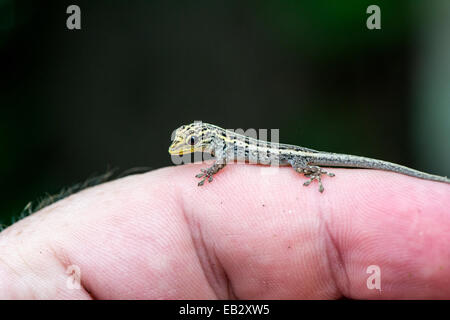 Ein gelb-vorangegangene Zwerg Gecko klammerte sich an der menschlichen Fingerspitze mit seinen Zehen. Stockfoto