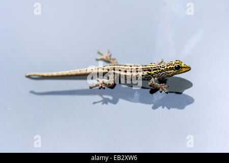 Ein gelb-vorangegangene Zwerg Gecko klammerte sich an das Glas eine Fahrzeug-Windschutzscheibe. Stockfoto