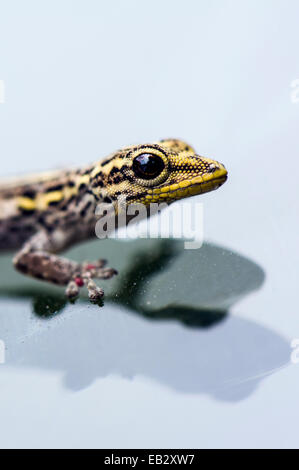 Ein gelb-vorangegangene Zwerg Gecko klammerte sich an das Glas eine Fahrzeug-Windschutzscheibe. Stockfoto