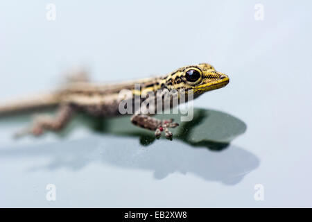 Ein gelb-vorangegangene Zwerg Gecko klammerte sich an das Glas eine Fahrzeug-Windschutzscheibe. Stockfoto