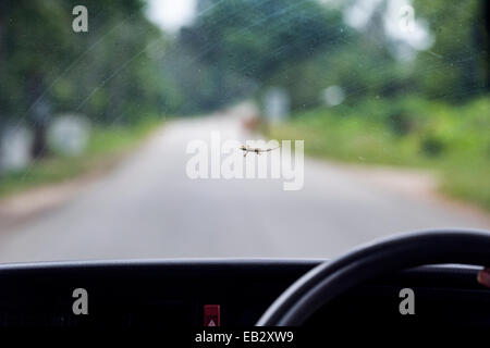 Ein gelb-vorangegangene Zwerg Gecko klammerte sich an das Glas eine Fahrzeug-Windschutzscheibe. Stockfoto