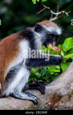 Eine junge Sansibar Red Colobus ruht auf einem Ast, während der Fütterung auf einen Samen in einem Korallen-Rag-Wald. Stockfoto