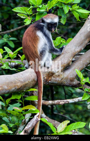 Eine junge Sansibar Red Colobus ruht auf einem Ast in einem Korallen-Rag-Wald. Stockfoto