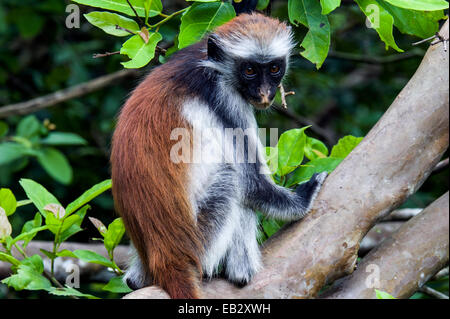 Eine junge Sansibar Red Colobus ruht auf einem Ast in einem Korallen-Rag-Wald. Stockfoto