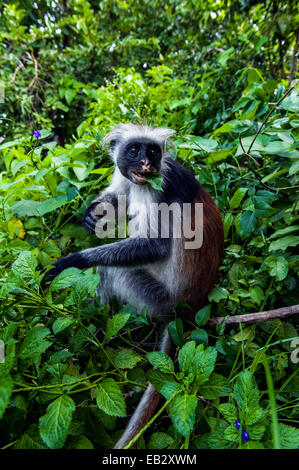 Eine Sansibar Red Colobus Essen Blätter von Büschen nachwachsen in einem Coral Rag Forest National Park. Stockfoto