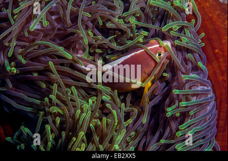 Ein Stinktier Anemonenfische Schwimmen unter den nesselnden Tentakeln der Anemonen. Stockfoto