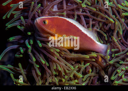 Ein Stinktier Anemonenfische Schwimmen unter den nesselnden Tentakeln der Anemonen. Stockfoto