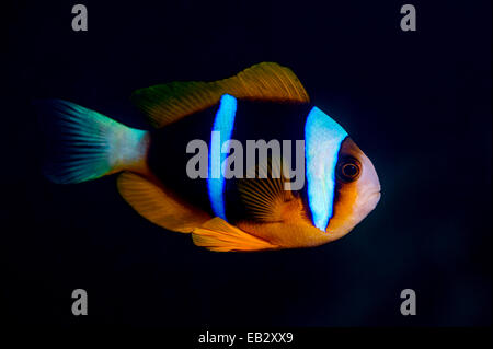 Die schillernden Neon blau Streifen an der Flanke eine Anemonenfische nachts. Stockfoto