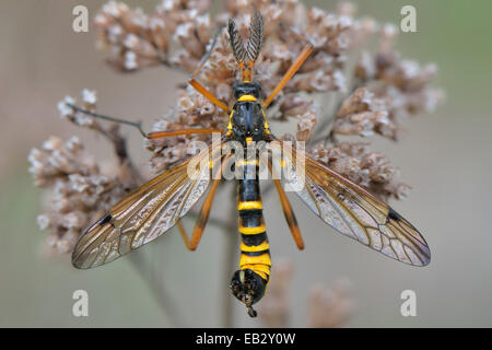 Crane Fly (Ctenophora Flaveolata), Männchen mit deutlich sichtbaren Kamm Sensoren auf ausgetrockneten Blütenstand ein Oregano (Origanum Stockfoto