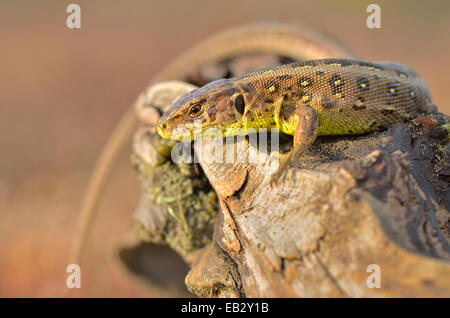 Sand Eidechse (Lacerta Agilis), Weiblich, in der Sonne, kurz vor ei Ablagerung, Dortmund, Ruhrgebiet Stockfoto