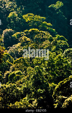 Tropischer Regenwald am Hang des Mount Salak, Gunung Halimun Salak National Park, West Java, Indonesien. Stockfoto