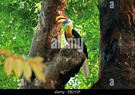 Sulawesi rot genoppt Hornbill im Tangkoko Duasudara Nature Reserve. Stockfoto