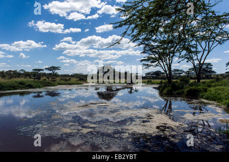 Wolken und Akazien spiegelt sich in der ruhigen Oberfläche ein Wasserloch in der Savanne schlicht. Stockfoto