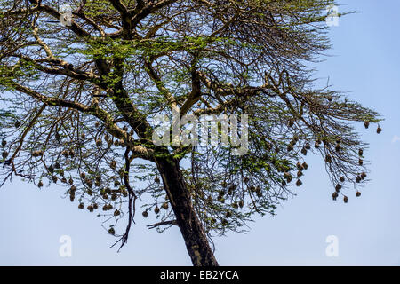 Webervögel bauen ihre Nester aus Rasen und hängen sie von Ästen. Stockfoto