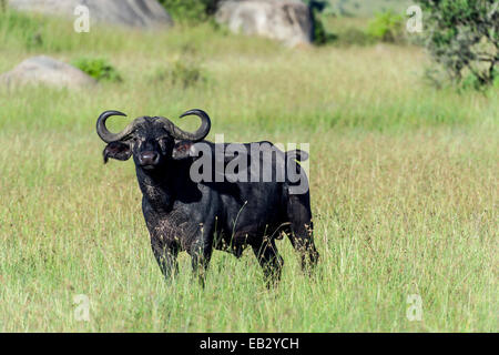 Eine Warnung afrikanischer Büffel mit scharfen Hörnern auf einer Wiese-Ebene stehen. Stockfoto