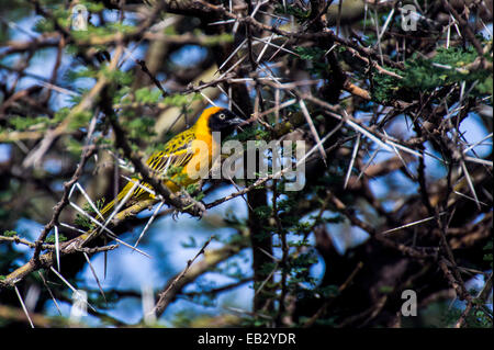 Geringerem Masked Weaver Schlafplatz in einem dornigen Akazienbaum. Stockfoto