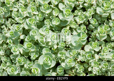 Rosa mongolischen Fetthenne (Sedum Ewersii), Gartenpflanze, Native im westlichen Himalaya und Mongolei, Thüringen, Deutschland Stockfoto