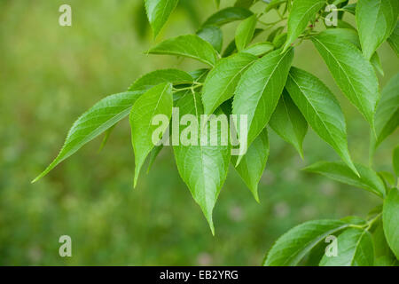 Hardy Gummibaum (Eucommia Ulmoides), Blätter, heimisch in Zentral-China, Thüringen, Deutschland Stockfoto