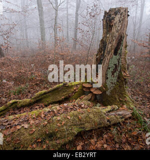 Totholz von gefallenen Buche (Fagus Sylvatica), Nationalpark Hainich, Thüringen, Deutschland Stockfoto