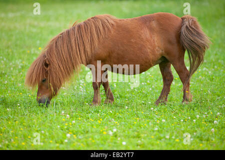 Miniatur-Shetland-Pony auf einer Weide, Bayern, Deutschland Stockfoto