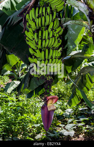 Eine Banane Baum mit Trauben von Frucht und Blume Spike bekannt als einen Blütenstand. Stockfoto