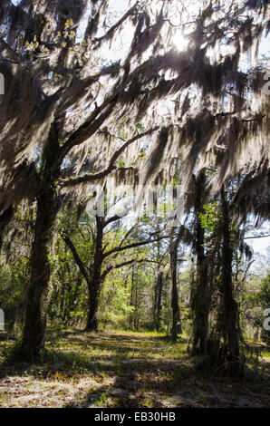 Spanish Moss hängt von einem gemischten Nadelbaum in einem Laubwald nahe dem Altamaha River. Stockfoto