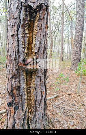 Bleibt ein 50 Jahre altes Terpentin Extraktionsverfahren aus einer Longleaf Kiefer in Moody natürliche Waldgebiet von The Nature Conservancy verwaltet. Stockfoto