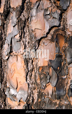 Baumrinde einer Longleaf Kiefer in Moody natürliche Waldgebiet von The Nature Conservancy verwaltet. Stockfoto