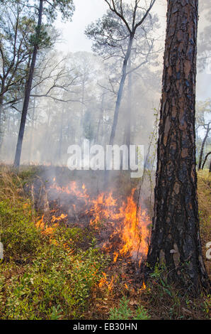 Eine vorgeschriebene Feuer in einem Longleaf Kiefernwald in der Moody natürliche Waldgebiet von The Nature Conservancy verwaltet. Stockfoto