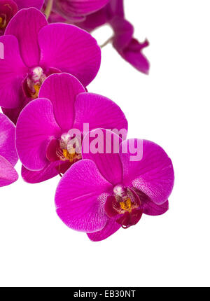 Violetten Orchidee Stockfoto