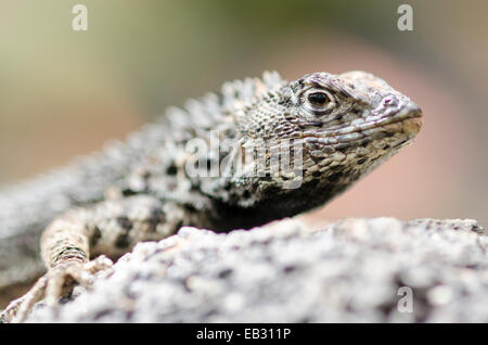 Ein Albemarle Lava Eidechse am Punta Espinoza auf Fernandina Insel im Galapagos National Park. Stockfoto