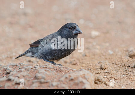 Ein männlicher mittelfein gemahlenen Fink an der Charles-Darwin-Forschungsstation in Puerto Ayora auf Santa Cruz Island im Galapagos National Park. Stockfoto