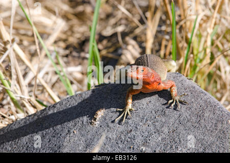 Ein Espanola Lava Eidechse am Punta Suarez auf Espanola Insel im Galapagos National Park. Stockfoto