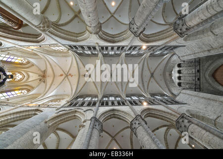 Innenraum, Decke mit Rippe Gewölbe im Hauptschiff, St.-Nikolaus Kirche oder Sint Niklaaskerk, Gent, flämische Region, Belgien Stockfoto