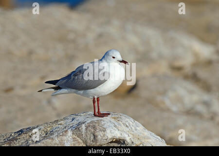 Hartlaub Möwe oder König Gull (Chroicocephalus Hartlaubii, Larus Hartlaubii), Vogelinsel, Lamberts Bay, Western Cape Stockfoto