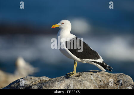 Bird Island, Cape Gull (Larus Dominicanus Vetula), Lamberts Bay, Western Cape, Südafrika Stockfoto