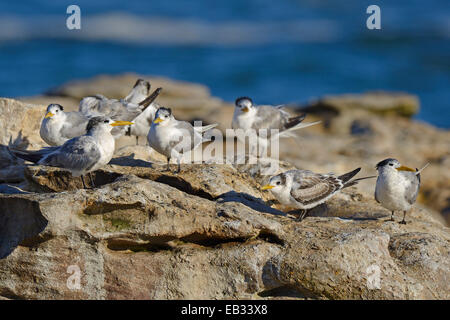 Mehr Crested Seeschwalben oder Swift Seeschwalben (Thalasseus Bergii), Vogelinsel, Lamberts Bay, Western Cape, Südafrika Stockfoto