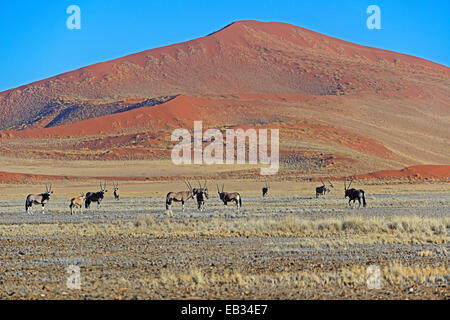 Spießböcke (Oryx Gazella) in die Salzpfanne Sossusvlei, Namib Wüste, Sossusvlei, Namib Naukluft Park, Namibia Stockfoto