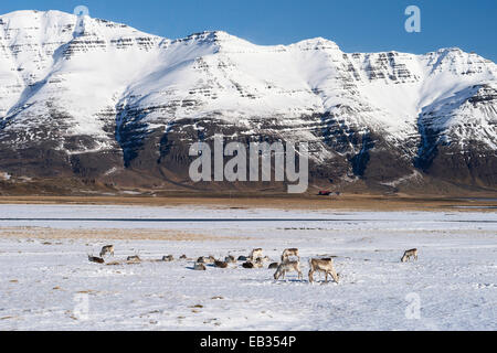 Rentier (Rangifer Tarandus) vor Bergen im Winter, Osten Fjorde, Island Stockfoto