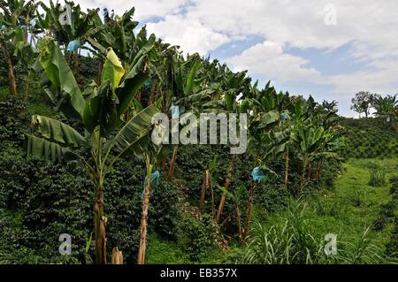 Kaffee und Bananen-Plantage in der Region Quindio in Kolumbien. Stockfoto